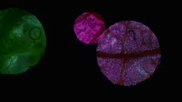 Jazz Meets Film: A 50 Year Collaboration