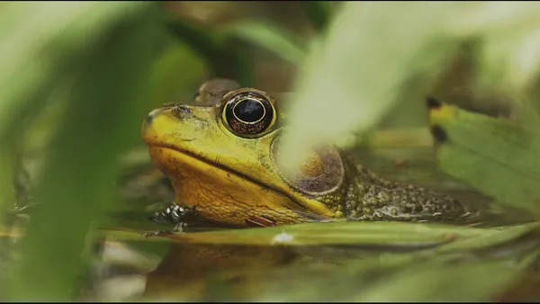STUFF 2026: Understanding Myself as an Amphibian + Objectionable Fruit